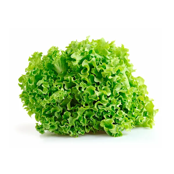 Lechuga Verde Crespa