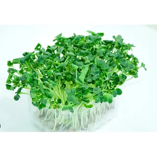 Brotes Brocoli 30gr