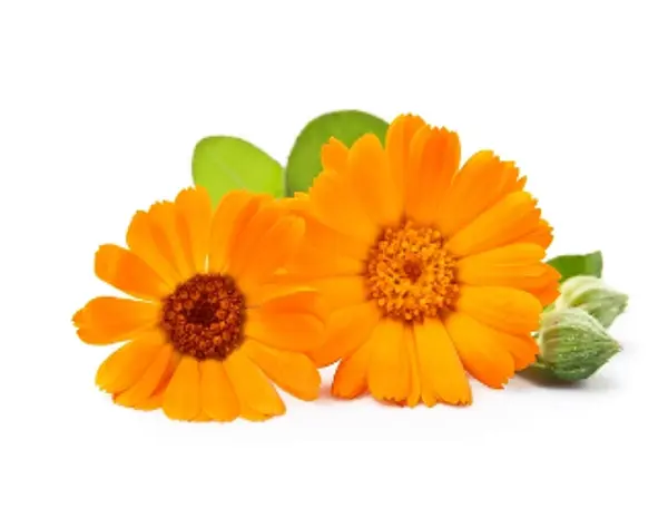 Calendula 75g