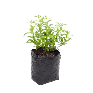 Planta Aromatica Und