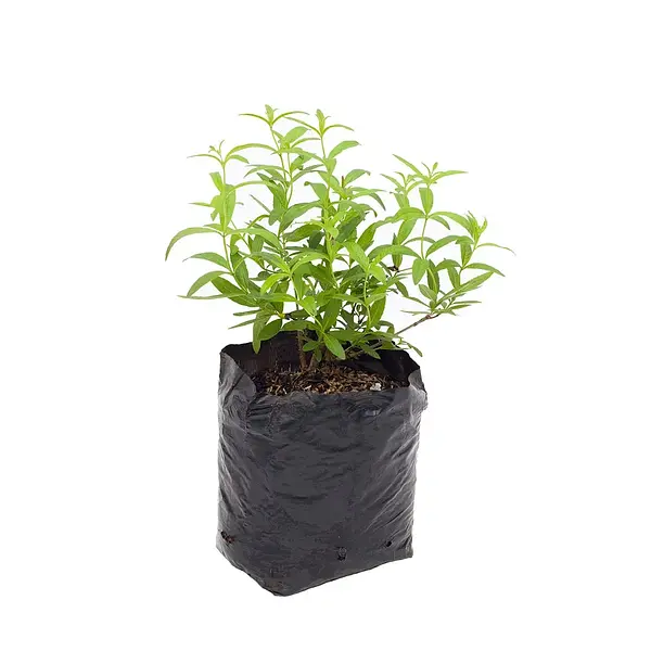 Planta Aromatica Und