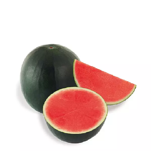 Patilla Vanessa Kg